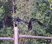 Crows flying off a fence post My photo