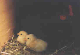 peep!