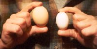 Egg comparison--Cluckie left, Dorking pullet right