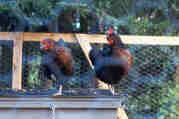 two of our girls 2001 Kym n� Dhoireann