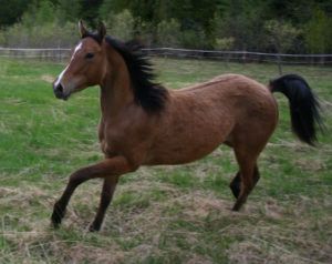 High stepping trot