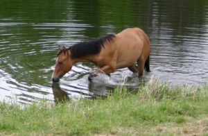 First pond photo