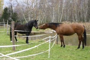 Misty and Saorsa meeting over fence