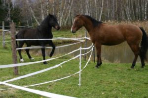 Misty explaining to Saorsa that she is going to be the boss