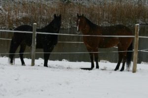 Misty and Saorsa by pond in early winter