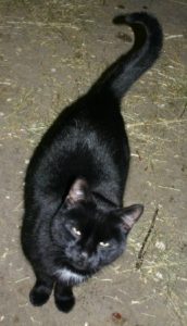 Merlin in shop, when he first decided we wee okay