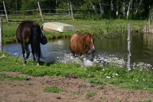 Misty in grazing muzzle and fly mask scolding Saorsa for being in pond