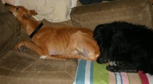 Ruadhan and Gleann on couch