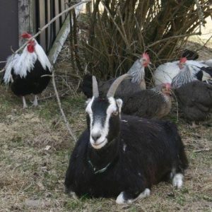 Elina and chickens