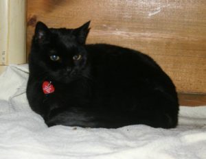 Nimue in linen closet