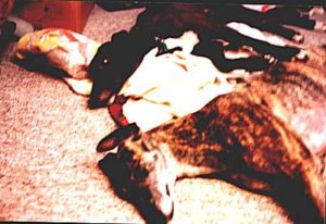 Bran and irony lying on floor