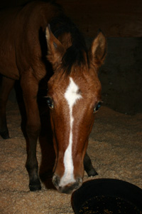 PMU foal Saorsa, sickly after arriving from auction