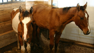 First look at Saorsa, with draft cross PMU foal