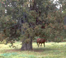 Saoradh and his tree